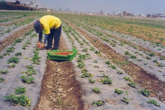 Errores comunes en el cultivo de fresa y cómo evitarlos
