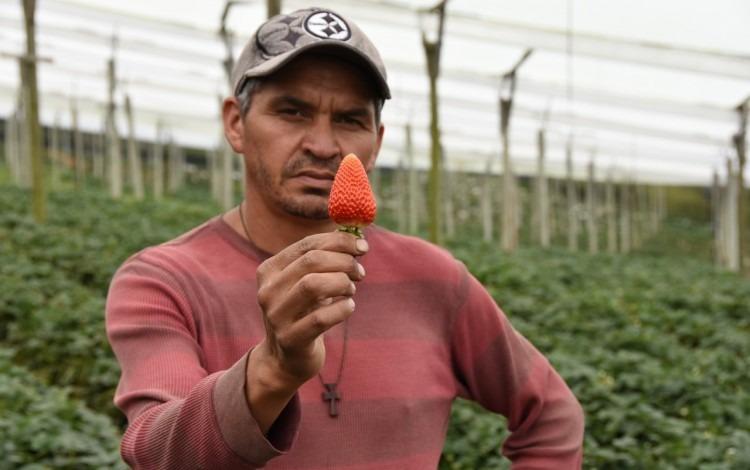 Claves técnicas para un correcto establecimiento del cultivo de fresa