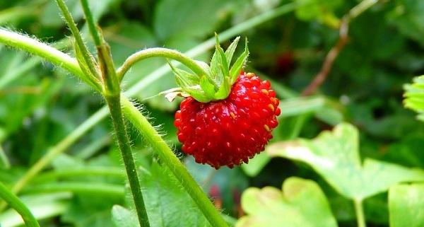 Manejo del riego y la nutrición en el cultivo de fresa