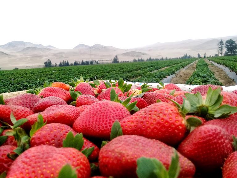 Los mejores consejos para el cultivo de fresas comercial